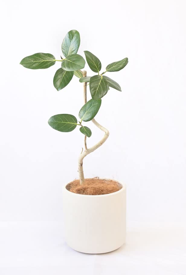 85【フィカス・ベンガレンシス 約110cm】白陶器鉢 枝分かれ樹形 観葉植物 Amazon.co.jp: 観葉植物 本物 フィカス・ベンガレンシス 6号鉢 曲がり